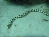 Een slangaal bij 3Pools, Dahab