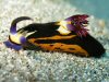 Groothoorn Nembrotha
