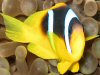 Anemoonvis