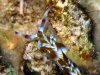 Decoratieve Flabellina