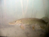 Snoek in de Ossiachersee