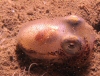 Sepiola