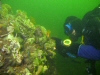 Erica bij de bollen op de Kerkweg