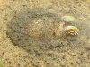 Sepiola ingegraven in het zand