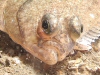 Bot close-up