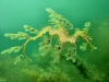 duiken met de Leafy Sea Dragon op Kangaroo Island, Australie